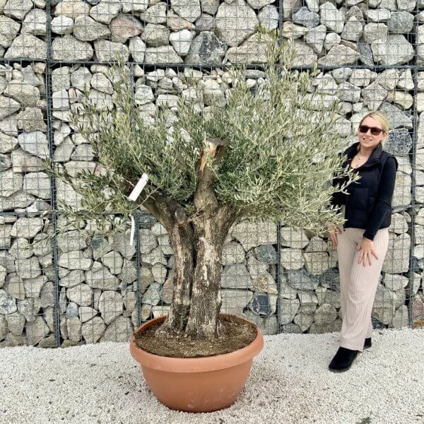 Olive Tree Gnarled XXL Natural Crown (In Patio Pot) H477 - 513E6538 CEE3 4263 AB88 E9535215F7F4 1 105 c
