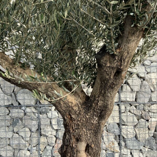 Gnarled Olive Tree Multi Stem Low Bowl XXL (Turtle) G189 - 51FB0A57 8B7F 4DF1 9521 2EAC418D8863 scaled