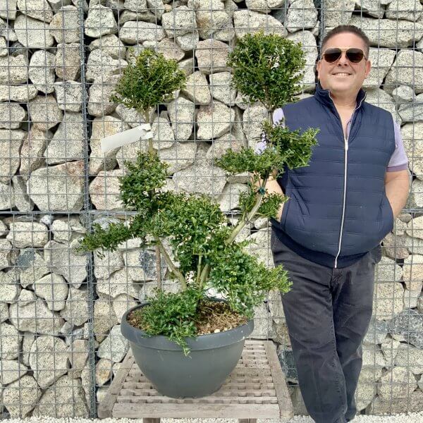 Ilex Crenata Kinme Cloud Tree H231 - 52A1C3BF BE36 4218 A9B5 1039F81048B3 scaled