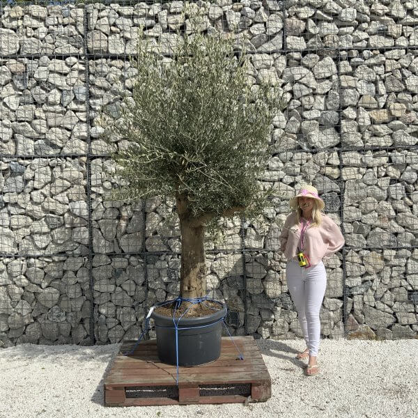 Olive Tree Super Tuscan Chunky Trunk (Individual) H494
