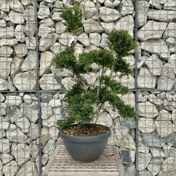 Ilex Crenata Kinme Cloud Tree H261 - 54CD2213 A5C2 4630 9EAC 1152B00D72CF scaled