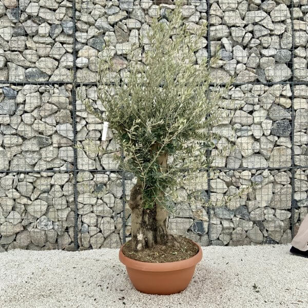 Olive Tree Gnarled XXL Natural Crown (In Patio Pot) H480 - 56CCCFEE 35DF 4BC8 8F51 84C97BA6FEFA 1 105 c