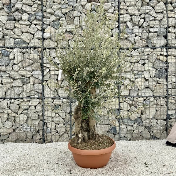 Olive Tree Gnarled XXL Natural Crown (In Patio Pot) H480 - Image 2