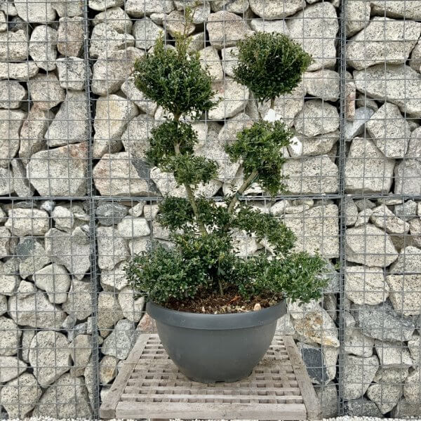 Ilex Crenata Kinme Cloud Tree H248 - 56D4B49A 4C9B 4FA8 9B19 68A99EF60ED1 1 105 c