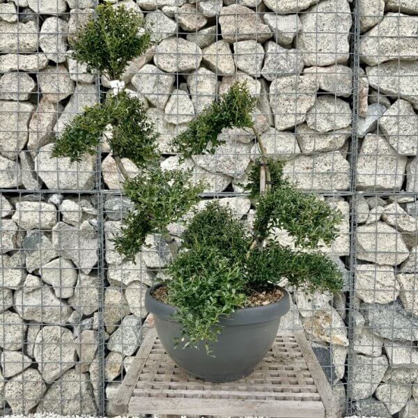 Ilex Crenata Kinme Cloud Tree H244 - 58B61F8A 9739 4494 8633 3F5A3B1B83F9 1 105 c