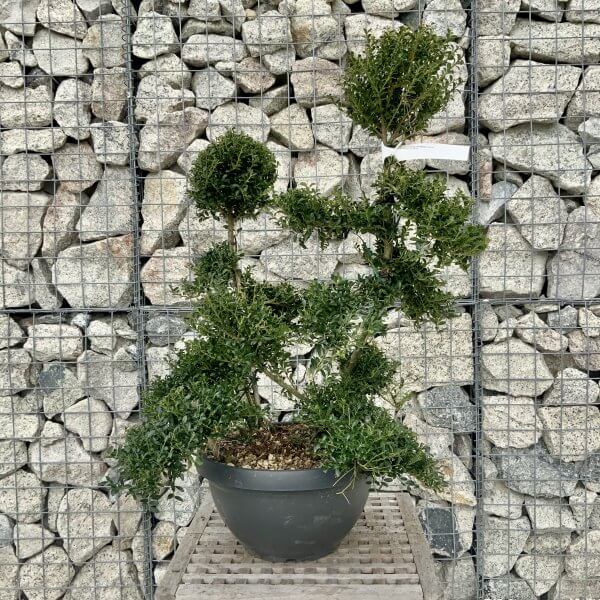 Ilex Crenata Kinme Cloud Tree H233 - 5C8119DC 4775 48EA 91E8 8526F51FD79B scaled