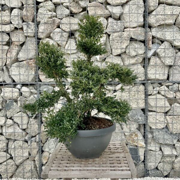 Ilex Crenata Kinme Cloud Tree H249 - 5D8C80F8 D4CC 4FFE A140 3F6246D76388 1 105 c