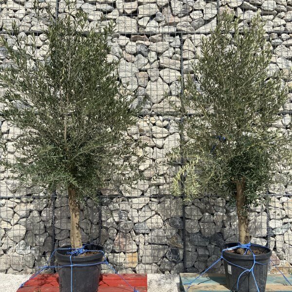Tuscan Olive Tree Pair XXL H491 (Olea K) - 5E9BF911 0761 4FCD A2F2 06DA1B4CD5A0 scaled