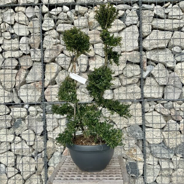 Ilex Crenata Kinme Cloud Tree H220 - 61D272D3 DB93 456A A6F2 C7C9E13BA585 1 105 c