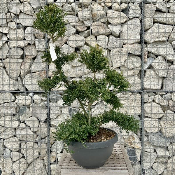 Ilex Crenata Kinme Cloud Tree H240 - 6413A3FA A267 45EE A7F5 E02D63A678CA 1 105 c