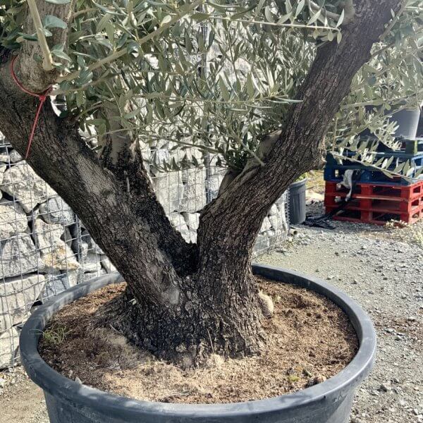 Gnarled Olive Tree Multi Stem Thick XL G295 - 641AC528 39BE 4492 BD5C 436761678524 1 105 c