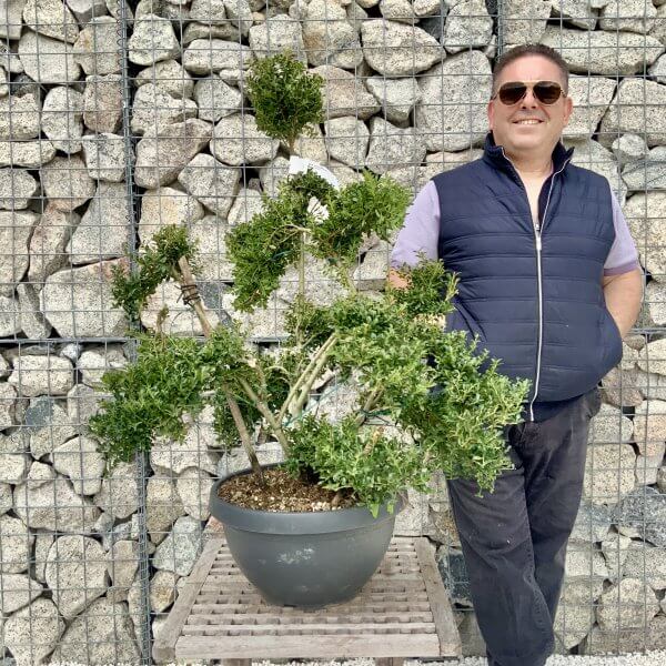 Ilex Crenata Kinme Cloud Tree H272 - 648BC456 5120 49F1 8855 2EEA88798CA7 scaled