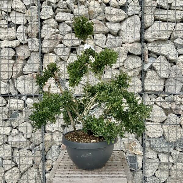 Ilex Crenata Kinme Cloud Tree H272 - 662E8848 1DC3 49D8 A4A1 032210C34F8E scaled