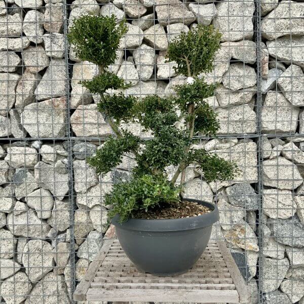 Ilex Crenata Kinme Cloud Tree H236 - 69E14153 660F 4085 8B8F C320788650AD scaled