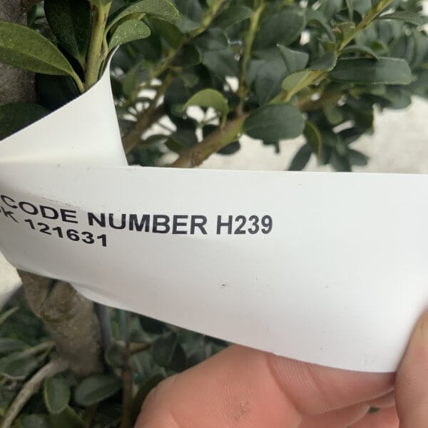 Ilex Crenata Kinme Cloud Tree H239 - 6AA95E5C 44B1 4B5D A897 64C3CB4B8A52 1 105 c