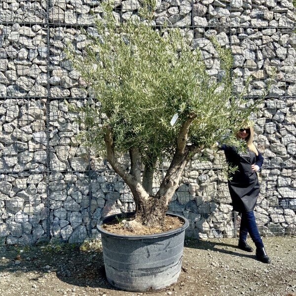 Gnarled Olive Tree Multi Stem Thick XL G483