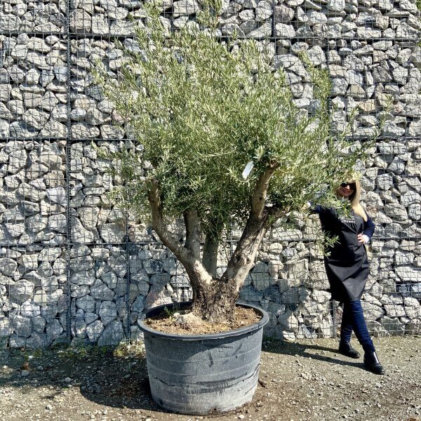 Gnarled Olive Tree Multi Stem Thick XL G483 - 6B224AF7 ACD6 4A5F A2EA 8753B1A5E162 scaled