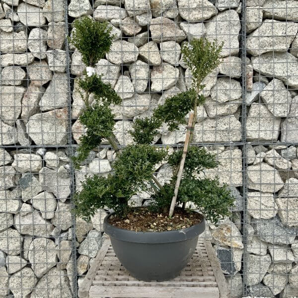 Ilex Crenata Kinme Cloud Tree H237 - 6D1718E9 9911 4FCC A7E4 9B4AE1AE2140 1 scaled