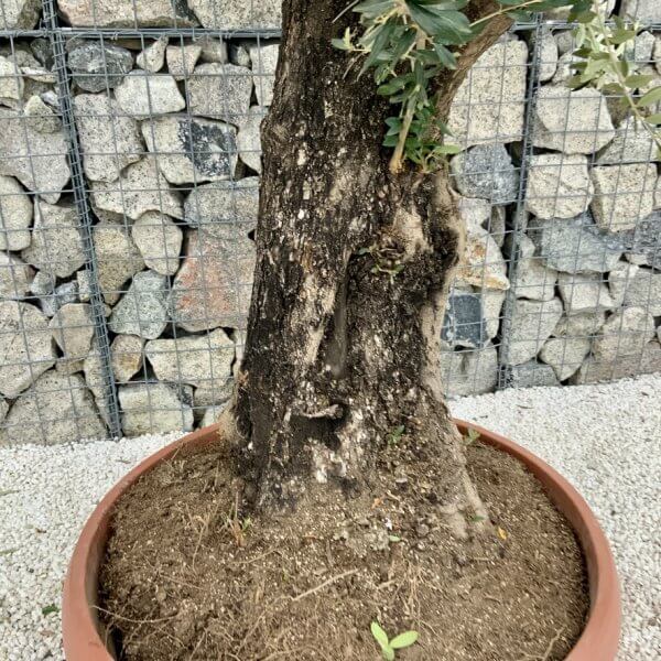 Olive Tree Gnarled XXL Natural Crown (In Patio Pot) H476 - 71DC12BC 2DB6 408C BE24 31BDD89AE71E 1 105 c