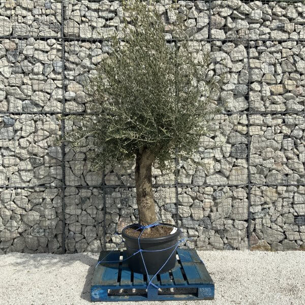 Olive Tree Super Tuscan Chunky Trunk (Individual) H496 - 72BEFEFD 8A6C 4664 8512 5E4A96F5C77C scaled