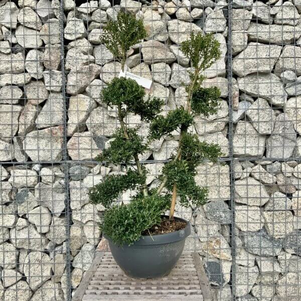 Ilex Crenata Kinme Cloud Tree H222 - 7332B277 AB78 4BDE 9149 DA958A5B4108 1 105 c