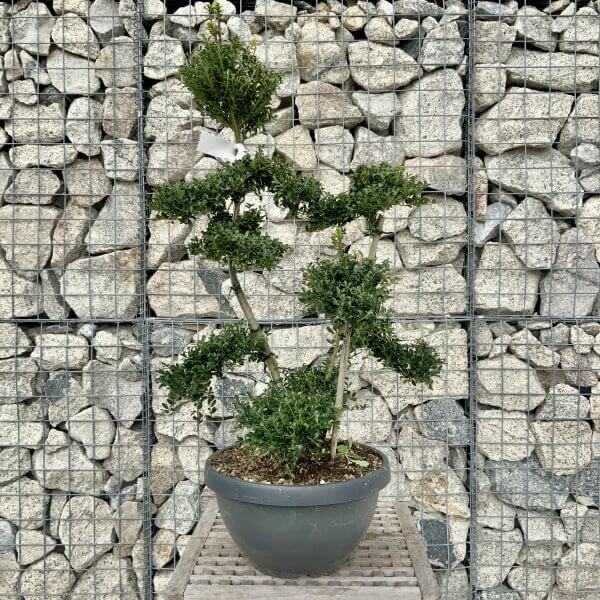 Ilex Crenata Kinme Cloud Tree H256 - 77328B1A 09AD 436A AD2A 71AAAEF83414 scaled