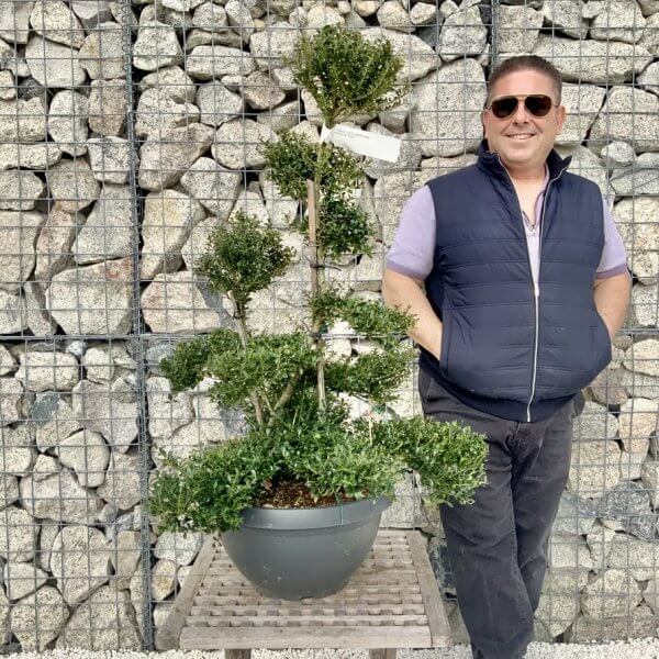 Ilex Crenata Kinme Cloud Tree H252 - 77B413DC CBF6 44C1 AC74 4AE58D1FC2A2 1 105 c