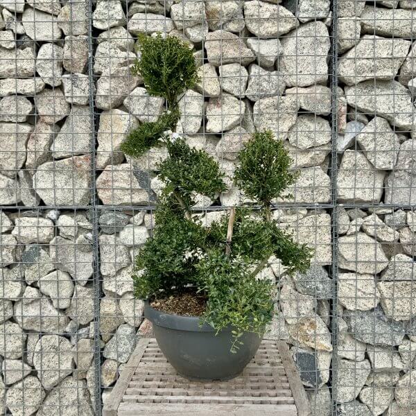 Ilex Crenata Kinme Cloud Tree H263 - 79063300 FE57 4F17 ABD0 AFCC4A4F73F6 scaled