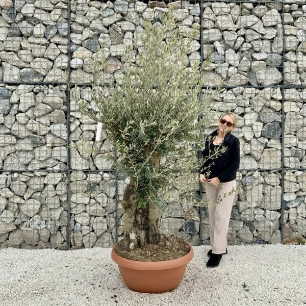 Olive Tree Gnarled XXL Natural Crown (In Patio Pot) H480