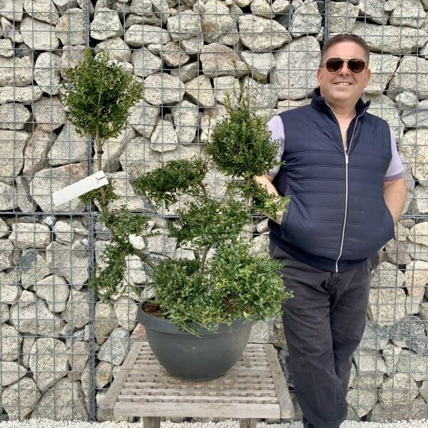 Ilex Crenata Kinme Cloud Tree H264 - 7CF6336F FE62 4466 B7E8 CD0BDDE5CADC scaled