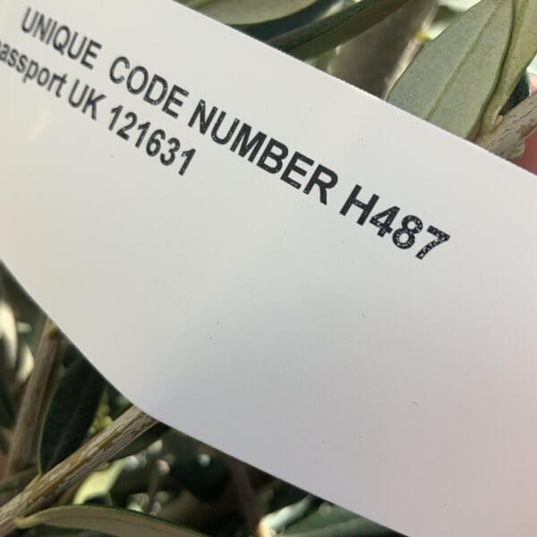 Tuscan Olive Tree Pair XXL H487 (Olea E) - 7E9D6E83 F927 4FBE A6A6 4C16BDBAA44F scaled