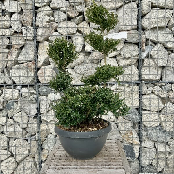 Ilex Crenata Kinme Cloud Tree H235 - 8185F1BC B48E 45DB B515 6A1034C8D0A1 scaled