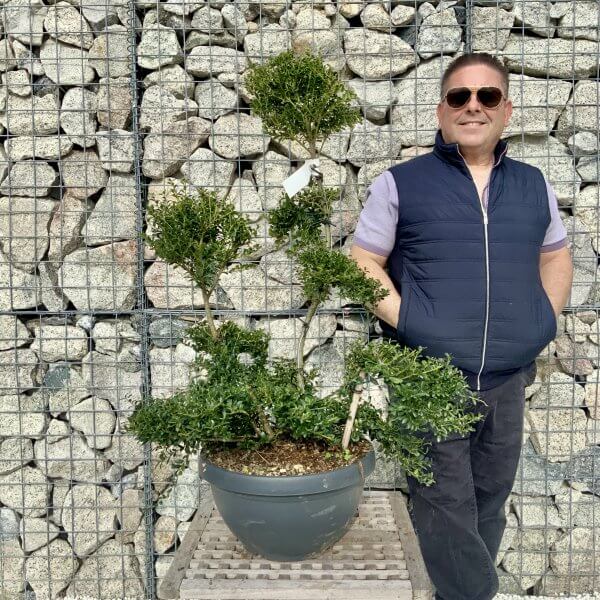 Ilex Crenata Kinme Cloud Tree H226 - 832CA83B AE91 4329 802A F600A2AD8F98 scaled