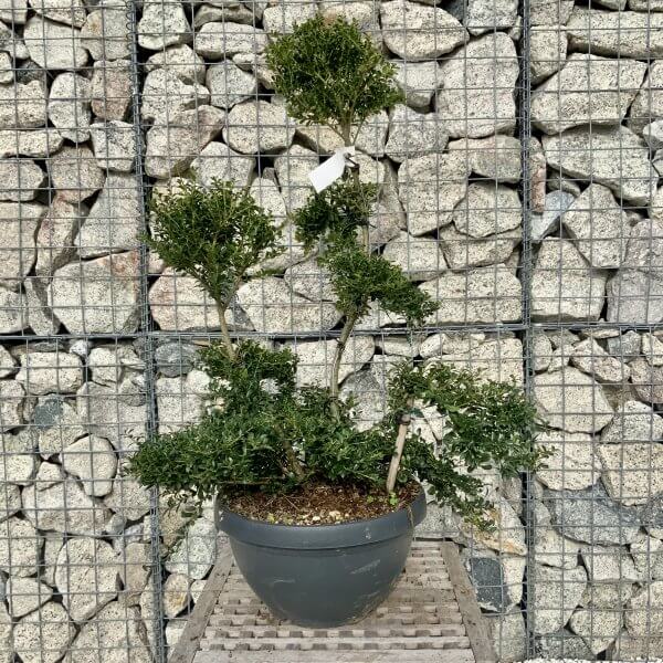 Ilex Crenata Kinme Cloud Tree H226 - 854DB6C1 1FEF 4980 A04A 5F43CF715601 scaled