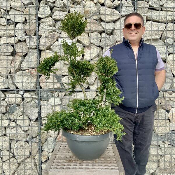 Ilex Crenata Kinme Cloud Tree H227