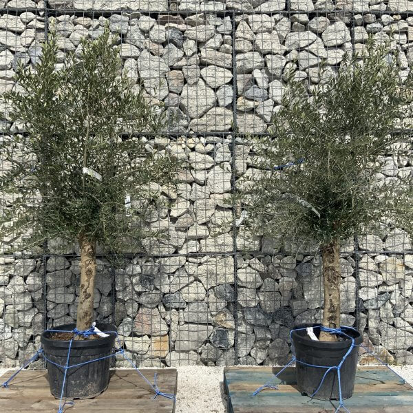 Tuscan Olive Tree Pair XXL H491 (Olea J) - 8B341170 A913 4CCF 8D47 1BE5962F7277 scaled
