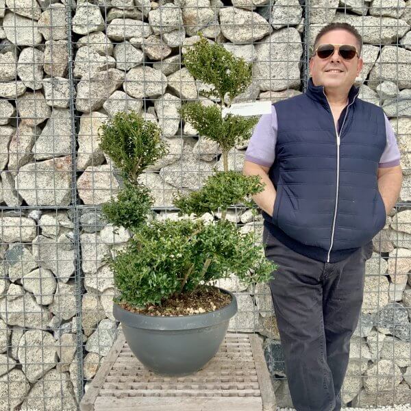 Ilex Crenata Kinme Cloud Tree H235 - 8DC96749 4663 4853 B314 0277CE1EE664 scaled