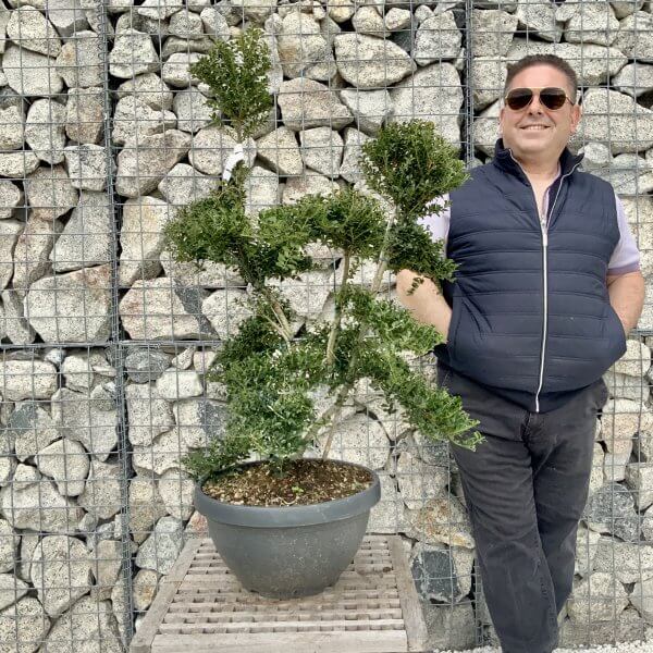 Ilex Crenata Kinme Cloud Tree H261 - 901E8E67 530D 4AAC A07E A6A78BD6C53E scaled