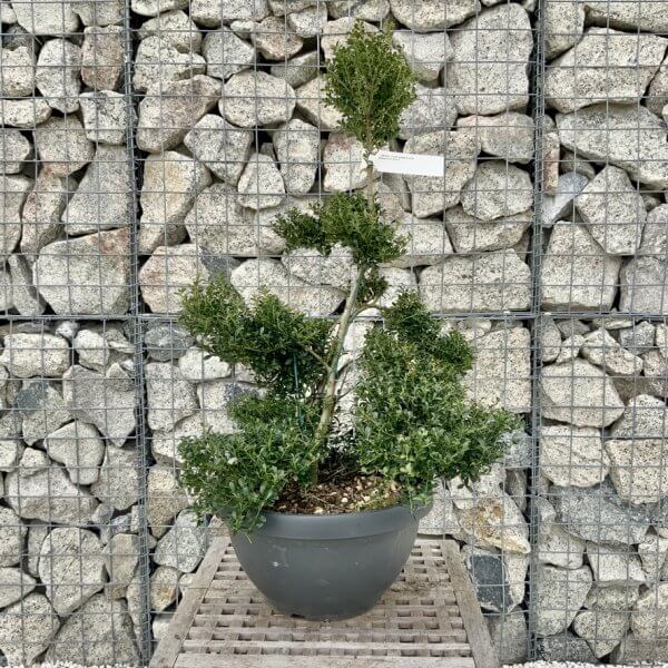 Ilex Crenata Kinme Cloud Tree H246 - 9547B881 73FF 4D77 B10F 4C0B591AF20A 1 105 c