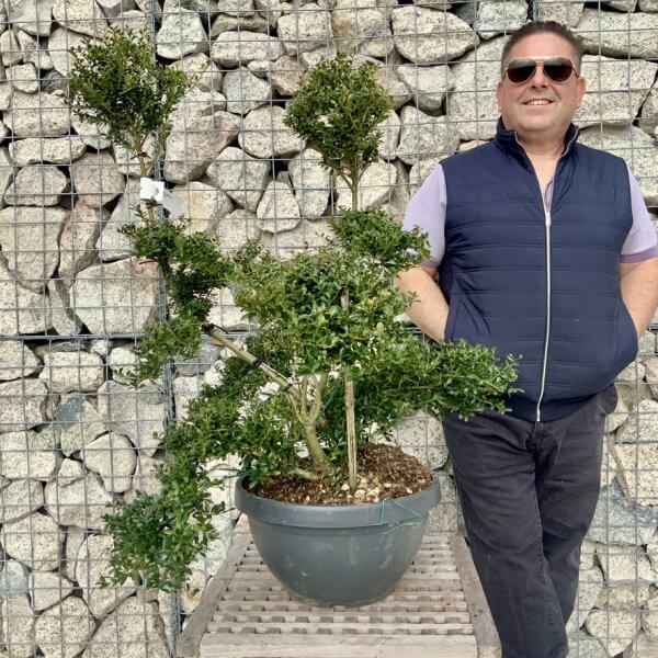 Ilex Crenata Kinme Cloud Tree H221 - 965FB738 AB05 4522 9726 7E3C71A45B3B 1 105 c