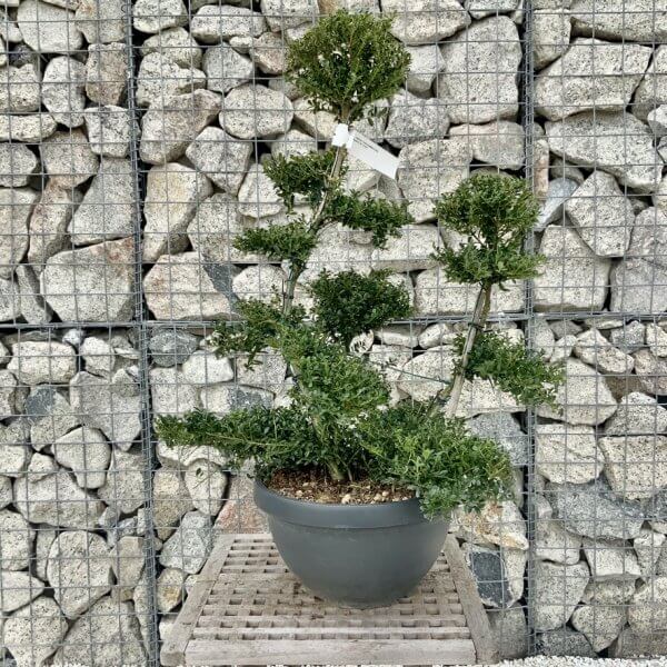 Ilex Crenata Kinme Cloud Tree H243 - 989E7B58 9CE2 4F18 87C9 7E8ABE3A929C 1 105 c