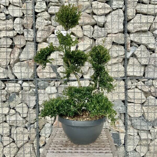 Ilex Crenata Kinme Cloud Tree H227 - Image 2