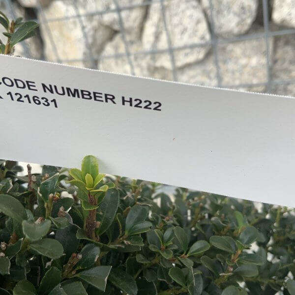 Ilex Crenata Kinme Cloud Tree H222 - A4F28215 9BC6 47DB 8FB0 CA5DCC2E58BE 1 105 c