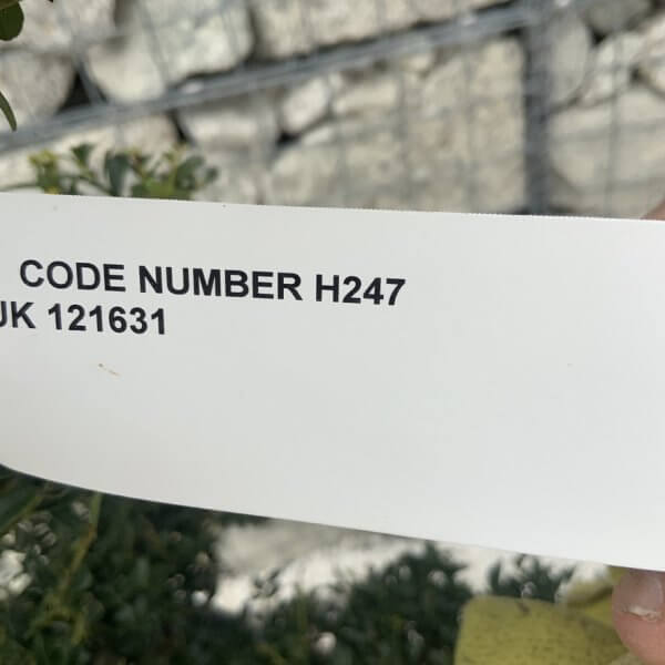 Ilex Crenata Kinme Cloud Tree H247 - A8EE1751 AEEB 4063 AE91 7BCE1B0B4473 1 105 c