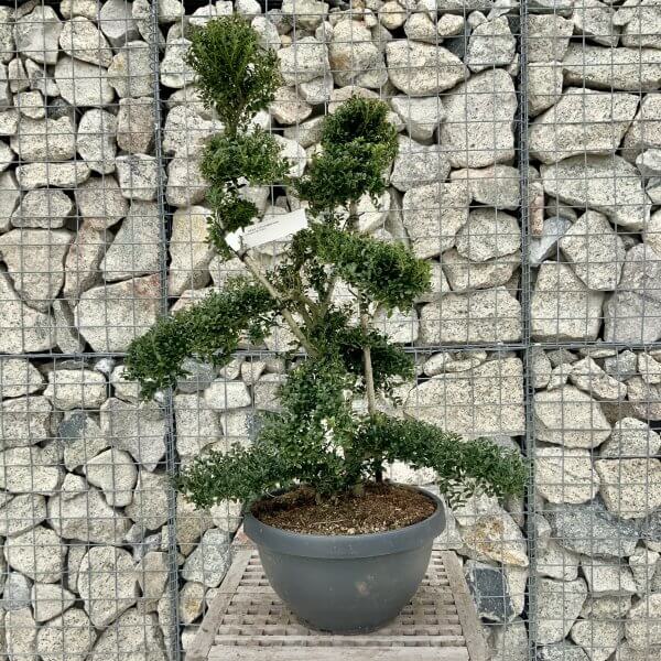 Ilex Crenata Kinme Cloud Tree H238 - A9BC03D0 6E38 46C3 B9B7 0564C34AD445 scaled