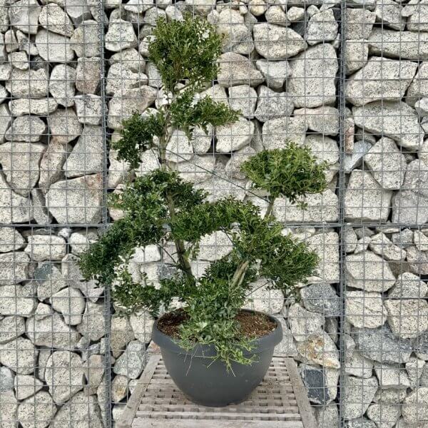 Ilex Crenata Kinme Cloud Tree H239 - AA460F39 2AD6 422D A9C6 490B61E8F4B3 1 105 c