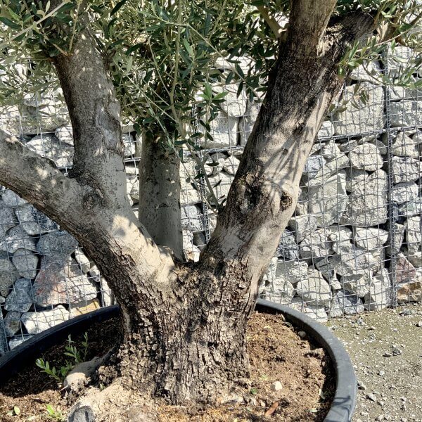 Gnarled Olive Tree Multi Stem Thick XL G483 - Image 3