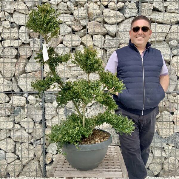 Ilex Crenata Kinme Cloud Tree H240 - B0D0DD9B 61F7 4C6A A487 60A15068497F 1 105 c