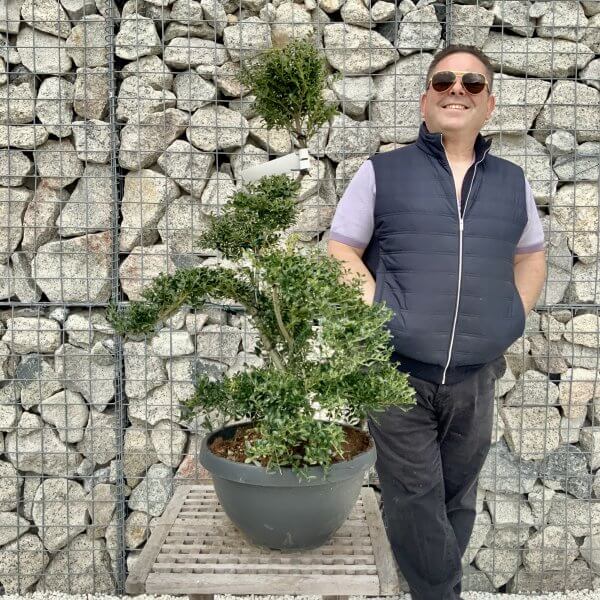 Ilex Crenata Kinme Cloud Tree H273 - B29BCA7C 5E82 4A3F 9092 A422BDDF75D0 scaled