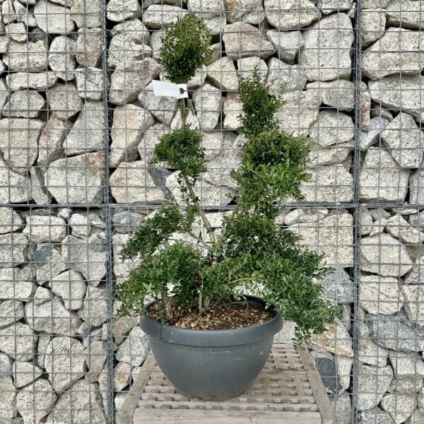 Ilex Crenata Kinme Cloud Tree H251 - B2C32137 E7A6 47E9 A788 180C1A607000 1 105 c